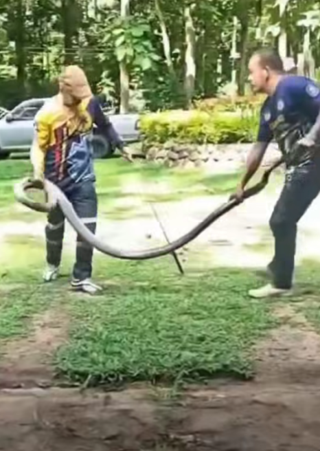 Người đàn ông tay không bắt rắn hổ mang chúa khổng lồ trong cốp xe gây 'thót tim' Ảnh 3