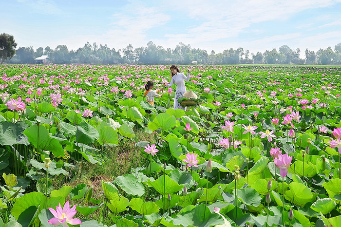 Cánh đồng sen mênh mông ở Đồng Tháp.
