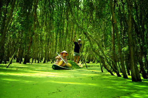 Vẻ đẹp khu rừng tràm ở Đồng Tháp.