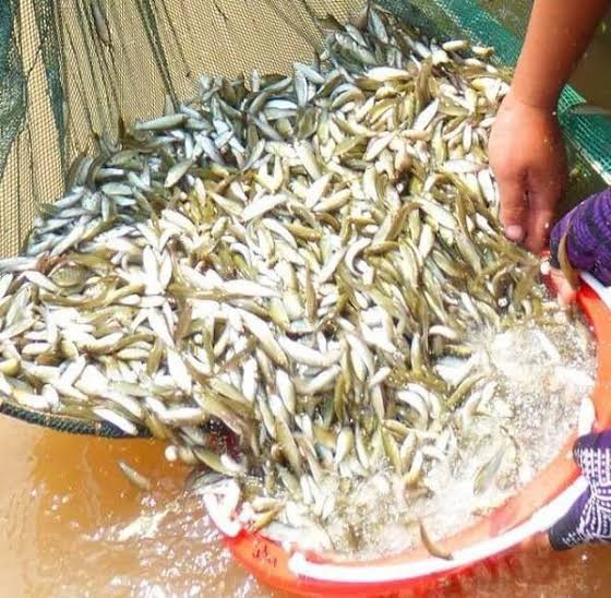 Loại cá chỉ có ở miền Tây, được ví như 'vàng dưới nước' và chỉ xuất hiện theo mùa Ảnh 1