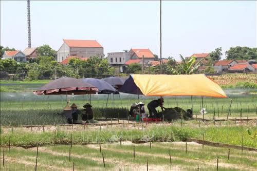 Đến quê bà xã Hồ Văn Cường mới hiểu vì sao người Nghệ An nổi tiếng chịu thương chịu khó Ảnh 3