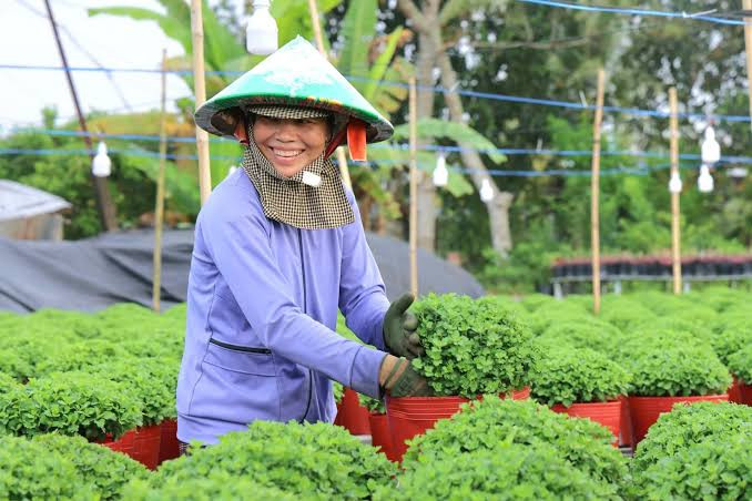 Hình ảnh người dân chân quê, chất phác ở xứ sở sen hồng.