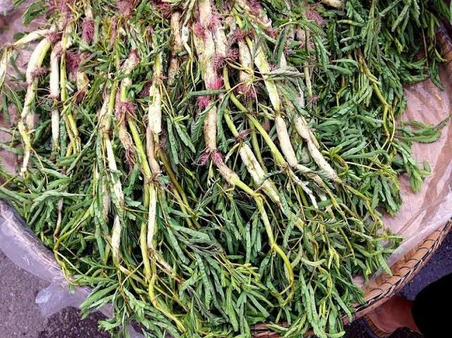 Rau rút ở Ninh Bình