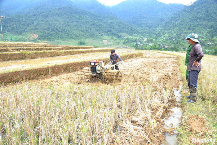 Người dân ở miền Tây xứ Nghệ 'thay áo mới' cho ruộng bậc thang. Ảnh: báo Nghệ An
