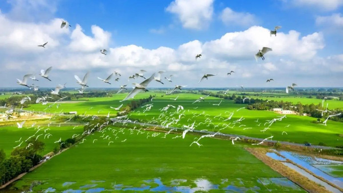 Khung cảnh yên bình ở xứ sở sen hồng.