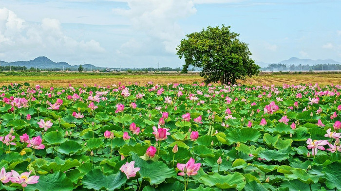 Đồng Tháp nổi tiếng với những cánh đồng sen trải dài.