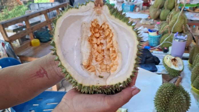 Bổ quả sầu riêng, người nông dân 'đứng hình' vì cảnh tượng kỳ dị bên trong Ảnh 1