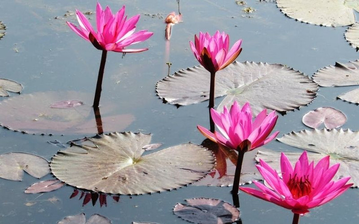 Những nguyên liệu rất đỗi bình thường ở Đồng Tháp quê Hồ Văn Cường, lại trở thành đặc sản nổi tiếng Ảnh 4