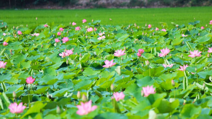 Những nguyên liệu rất đỗi bình thường ở Đồng Tháp quê Hồ Văn Cường, lại trở thành đặc sản nổi tiếng Ảnh 2