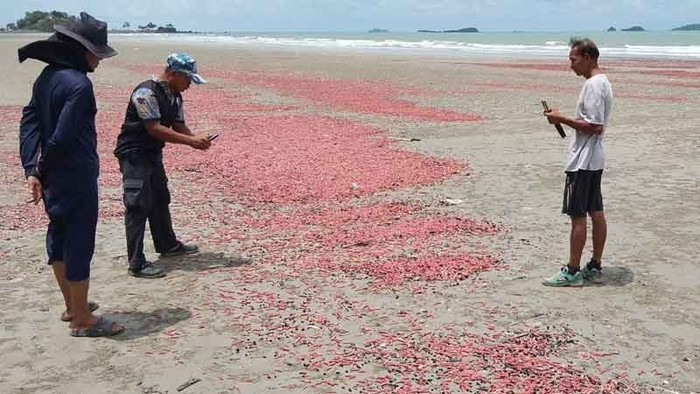 Hàng triệu sinh vật lạ 'nhuộm đỏ' bãi biển, cảnh tượng hiếm gặp gây xôn xao Ảnh 1