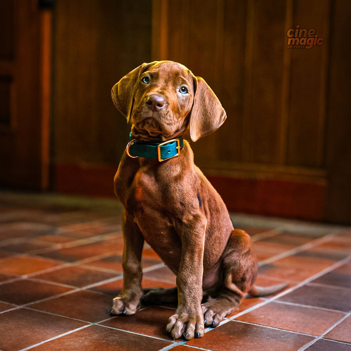 Netflix gây bất ngờ khi lần đầu tiên giới thiệu Scooby-Doo bằng một chú chó Great Dane thật thay vì sử dụng CGI như các phiên bản trước.