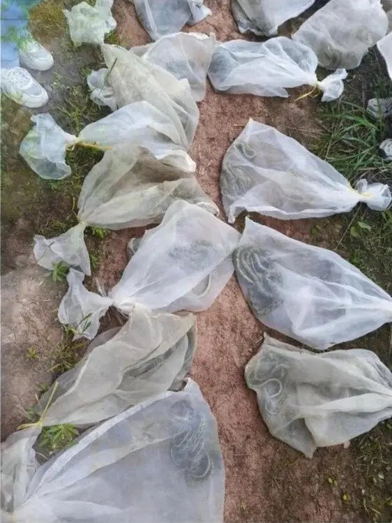 Người đàn ông thả 14 bao tải cột kín miệng lên núi để mừng sinh nhật, dân làng 'khiếp vía' khi biết thứ nằm bên trong Ảnh 1