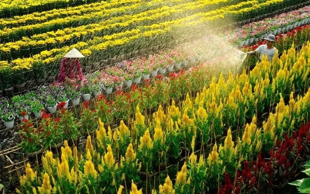 Cảnh đẹp ở làng hoa Sa Đéc.