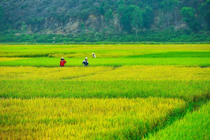 Vẻ đẹp của cánh đồng lúa trải dài. Ảnh: báo Nghệ An