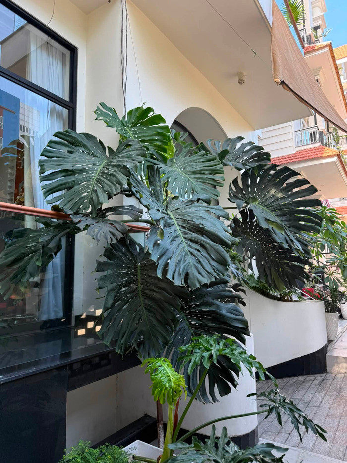 Vân Trang cho biết, cô rất thích cây monstera.&nbsp;