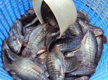 Những loại cá chỉ mùa lũ miền Tây mới có, dân sành ăn không bao giờ bỏ lỡ Ảnh 4