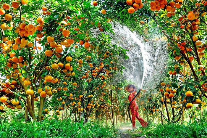 Vườn cây trĩu quả khiến ai cũng thích mê