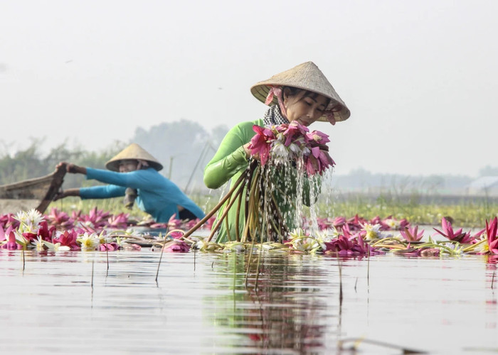 Cảnh đẹp mùa nước nổi Đồng Tháp. Ảnh: báo Long An
