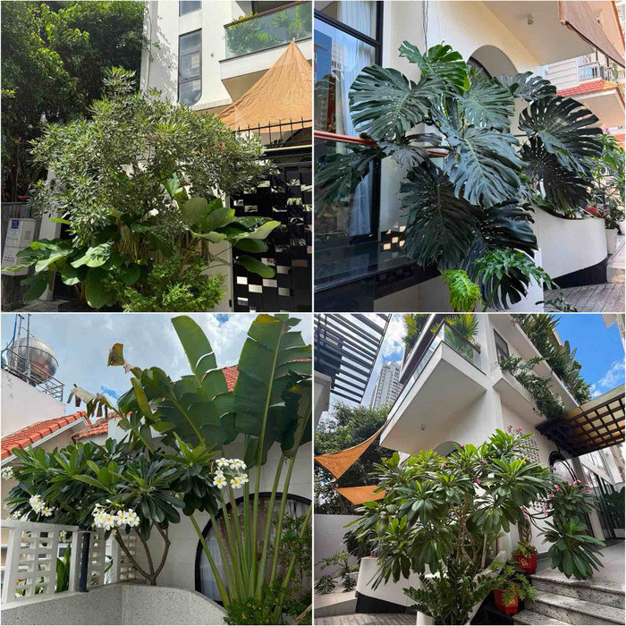 Vườn cây của diễn viên Vân Trang trong căn biệt thự tại TPHCM. Ảnh: FBNV