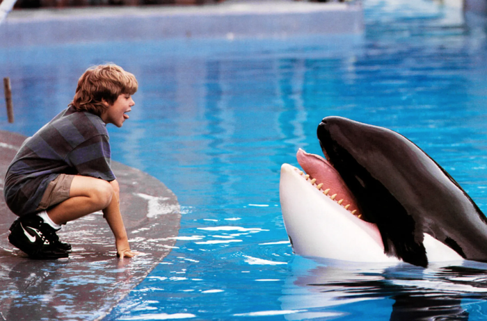Bản phim gốc Free Willy năm 1993 từng tạo nên làn sóng bảo vệ môi trường và động vật biển vô cùng mạnh mẽ trên toàn cầu. Ảnh: Warner Bros.