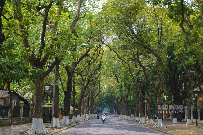 Mát mắt trước con đường được 'phủ xanh' ở Hà Nội. Nguồn ảnh: báo Lao Động