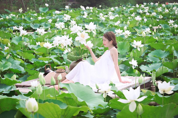 Tháng 6, tháng 7, nhiều đầm sen ở ngoại thành Hà Nội nở rộ. Nguồn ảnh: báo Lao Động