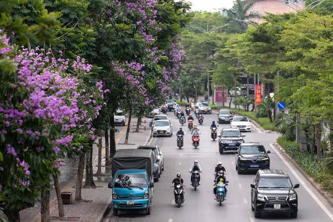 Những con phố rợp sắc tím bằng lăng ở Hà Nội. Nguồn ảnh: báo Thanh Niên