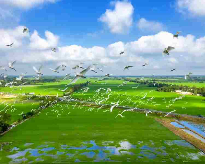 Khung cảnh trong trẻo, yên bình ở quê Hồ Văn Cường