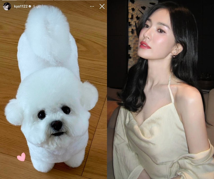 Song Hye Kyo chia sẻ khoảnh khắc đời thường với cún cưng Ruby.