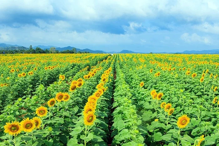 Cánh đồng hoa hướng dương ở Nghệ An.
