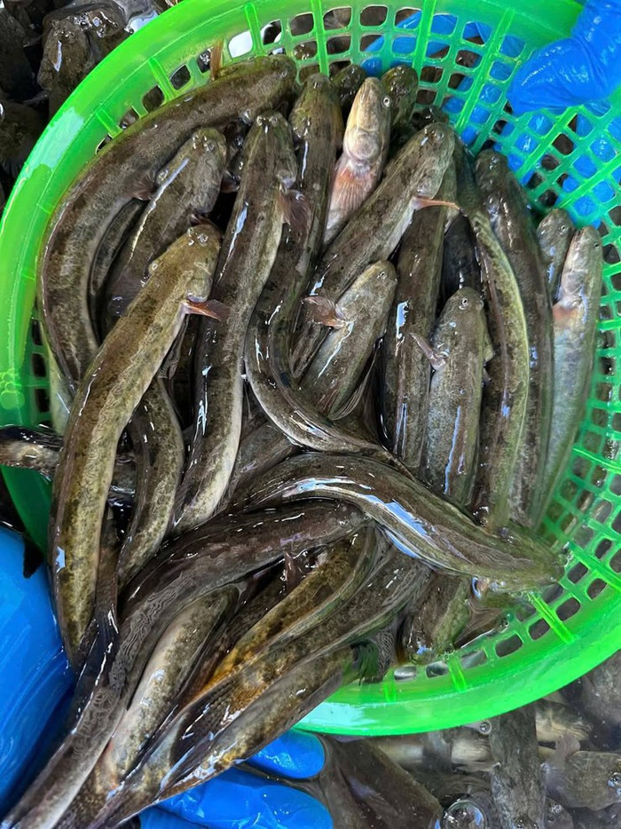 Loại cá có tên lạ nhưng giàu dinh dưỡng, nhiều người từng ăn mà không biết lợi ích Ảnh 2