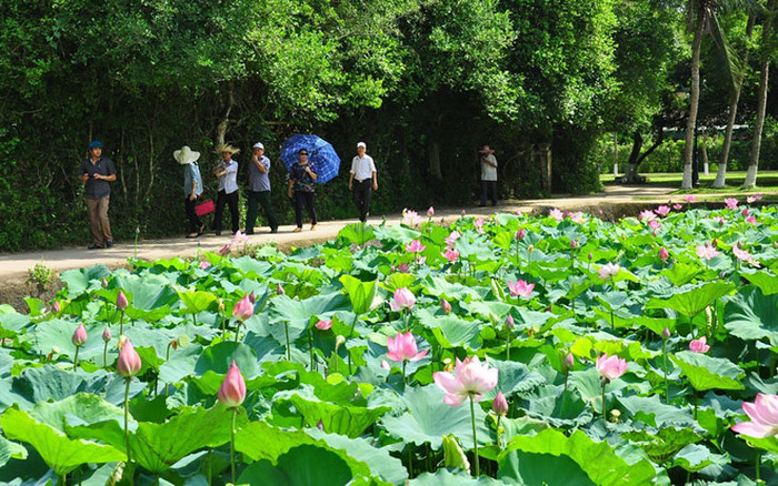 Du khách đến tham quan Làng Sen.