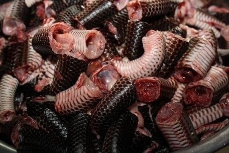 Về quê Hồ Văn Cường, thưởng thức dồi rắn cực độc lạ Ảnh 2