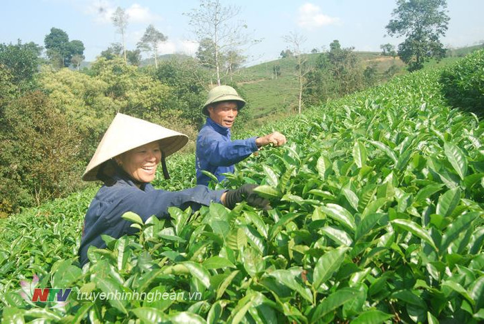 Ảnh: Truyền hình Nghệ An