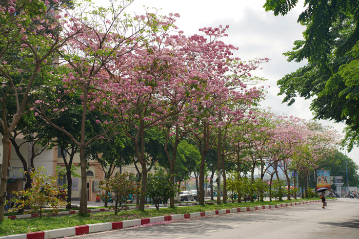 Hoa kèn hồng. Ảnh: Quỳnh Mai/Báo Lao Động