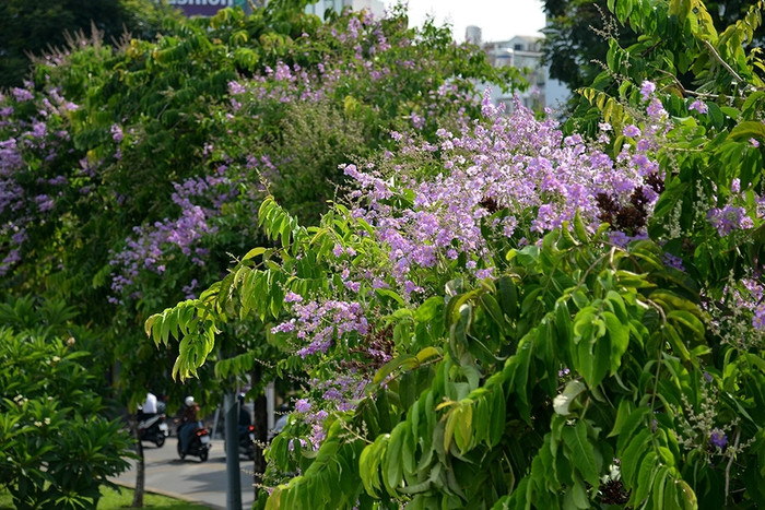 Hoa bằng lăng tím. Ảnh: báo Dân Trí