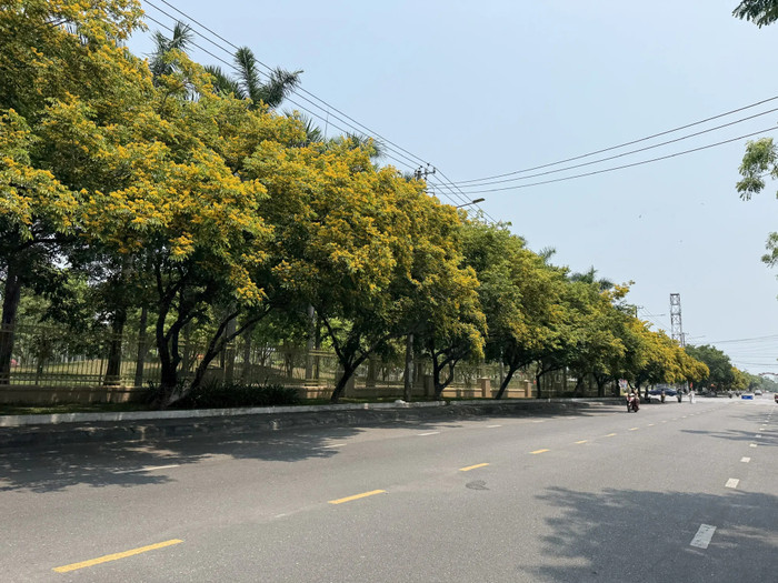 Các tuyến đường như Trần Hưng Đạo, Bạch Đằng, Huỳnh Thúc Kháng ở các phường phía Nam TP Đà Nẵng được nhuộm vàng bởi sắc hoa sưa. Ảnh: Báo Sài Gòn Giải Phóng&nbsp;