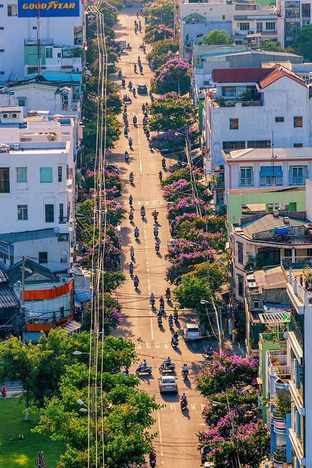 Hoa bằng lăng tím ở Đà Nẵng. Ảnh: báo Lao Động