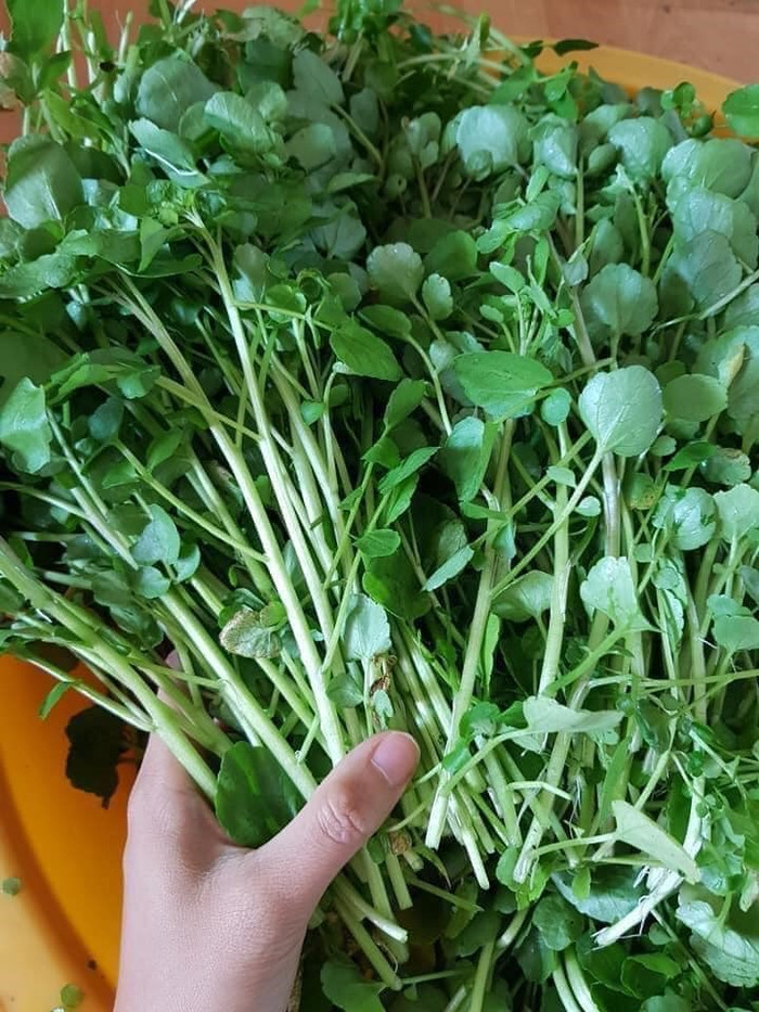 8 loại rau đổi tên theo từng vùng miền, nhiều người nghe lần đầu không biết là cùng một loại Ảnh 5