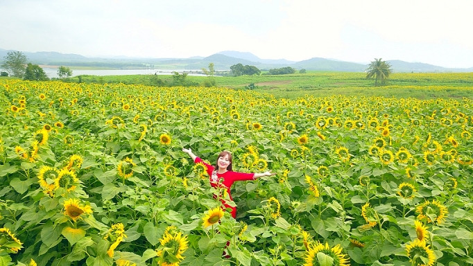 Cánh đồng hoa hướng dương ở Nghệ An. Ảnh: báo Công Thương