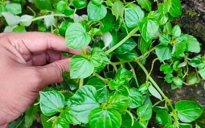 Những loại rau chỉ có theo mùa, bỏ lỡ phải đợi cả năm Ảnh 5