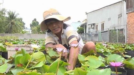 Người dân Đồng Tháp thu hoạch bông súng. Ảnh: báo Dân Việt
