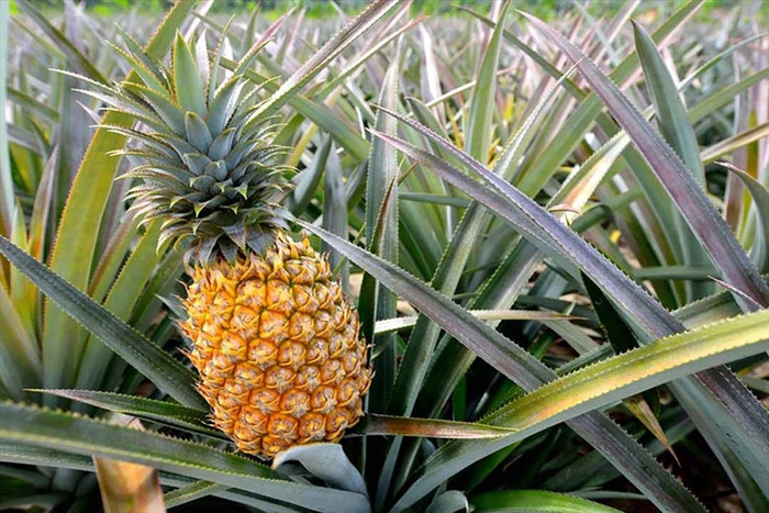Dứa là loại quả giàu vitamin C, tốt cho sức khỏe. (Ảnh minh họa từ Internet)