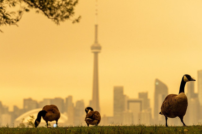 Đàn ngỗng đi bộ ngang qua đảo Olympic ở Toronto, Ontario, Canada, vào ngày 15 (giờ địa phương), trong khi bầu trời bị bao phủ bởi khói cháy rừng và cái nóng gay gắt. Chính quyền đã đưa ra cảnh báo về sức khỏe trong ngày và khuyên người dân nên hạn chế các hoạt động ngoài trời. (Ảnh: Reuters)&nbsp;