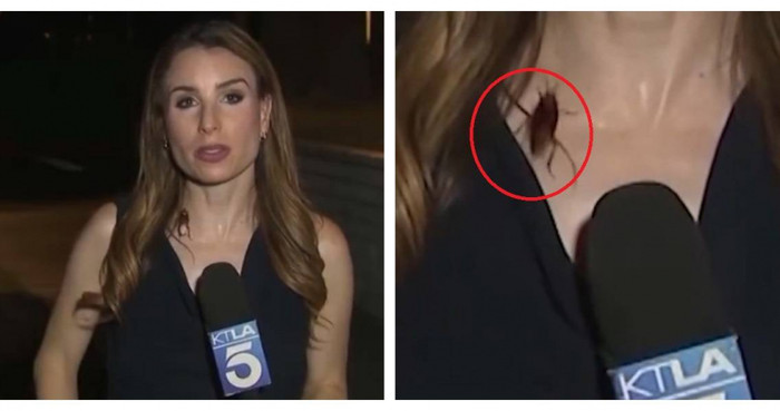 Trong khi đang tường thuật trực tiếp từ đợt nắng nóng ở Los Angeles, phóng viên Rachel Menitoff của đài KTLA 5 bất ngờ bị một con gián khổng lồ bò lên ngực và cổ tấn công. (Ảnh/Lấy từ KTLA 5)
