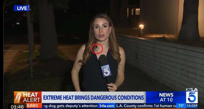 Trong khi đang tường thuật trực tiếp từ đợt nắng nóng ở Los Angeles, phóng viên Rachel Menitoff của đài KTLA 5 bất ngờ bị một con gián khổng lồ bò lên ngực và cổ tấn công. (Ảnh/Lấy từ KTLA 5)