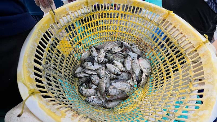 Một loài cá xuất hiện dày đặc, chính quyền ra sức tiêu diệt Ảnh 3