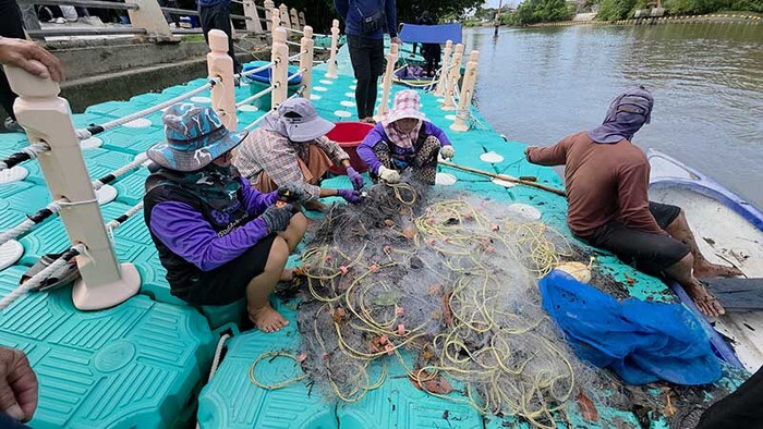 Một loài cá xuất hiện dày đặc, chính quyền ra sức tiêu diệt Ảnh 2