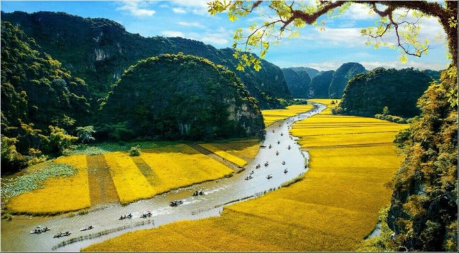 Mùa lúa chín ở Tam Cốc. Ảnh: Đào Minh Tiến/ Sở Du lịch Ninh Bình&nbsp;