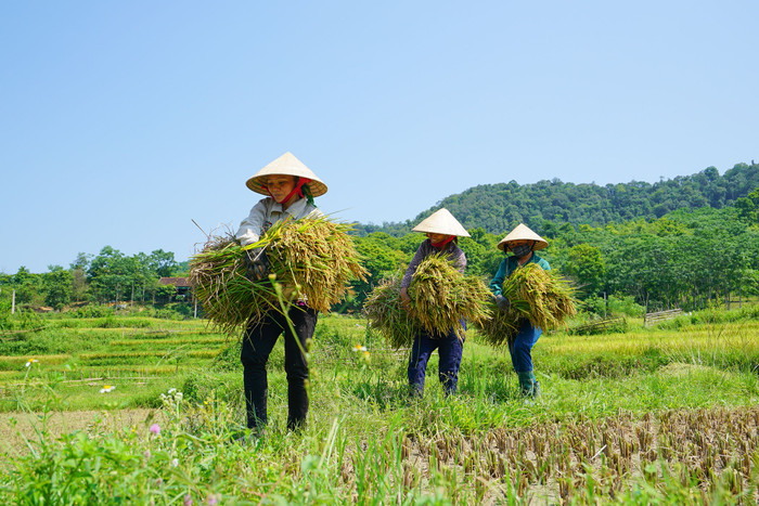 Bà con miền Tây xứ Nghệ đi gặt lúa. Ảnh: báo Nghệ An